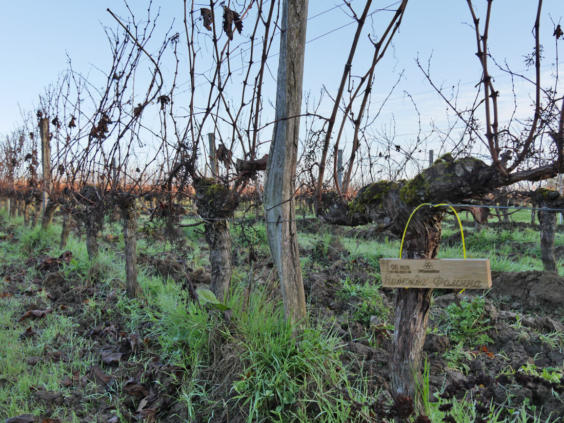 Виноградник на урожай